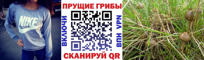 Купить закладки  Алексин  Псилоцибиновые грибы ЛСД 